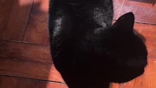 Rising star little black panther (cat)