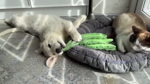 When the Cat Steals the Poor Puppy's Bed