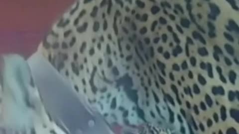 Jaguar cubs and mother released back into Argentinian wetlands