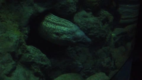 Aquarium Eel Ocean Water Sea Fish Underwater