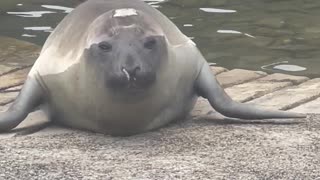 Neil The Seal Waddles Into Naptime