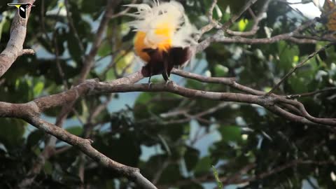 Birds-of-Paradise Project Introduction