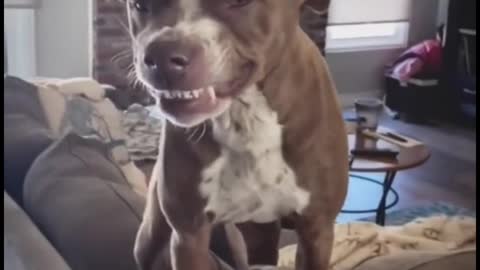 What does a dog look like when it smiles and shows its teeth