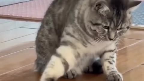 Funniest cats