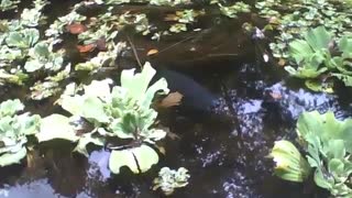 Uma carpa preta aparece no lago do jardim botânico, lindo peixe [Nature & Animals]