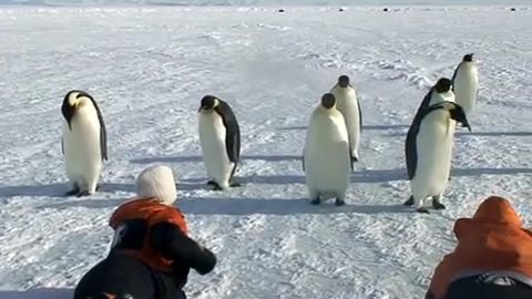 Close Encounters of the Emperor Penguin Kind