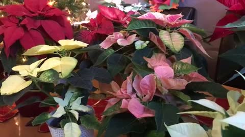 'Ponsietta addict' covers home with £3,000 worth of festive flowers