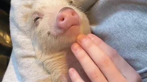 Such a cute little pig, what does it become when he grows up
