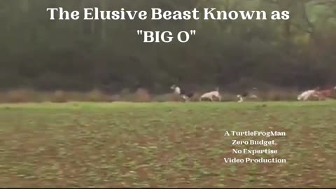 The Elusive Beast Known as "BIG O"