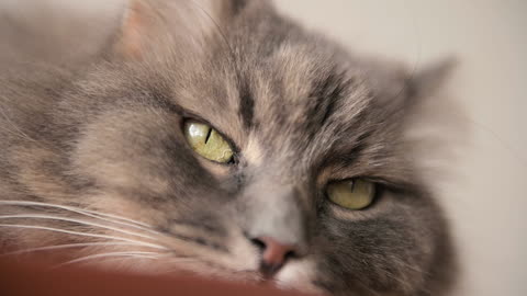 Close Up Of A Fluffy Lazy Cat Resting And Looking At Camera