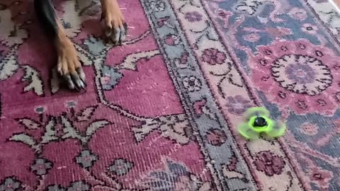 Dog Bewildered by Fidget spinner