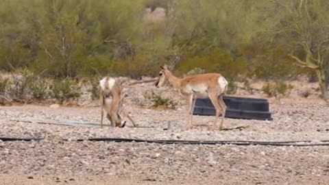 Cabeza Prieta NWR_ Saving the Sonoran Pronghorn_3