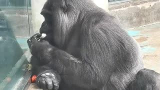 Gorilla Niko Peels Eggs Easily