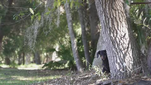 Ep 3. Funny Dachshund Crusoe is the APRIL FOOLS DOG!