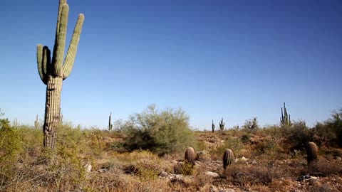 The Majestic Saguaro A Desert Icon