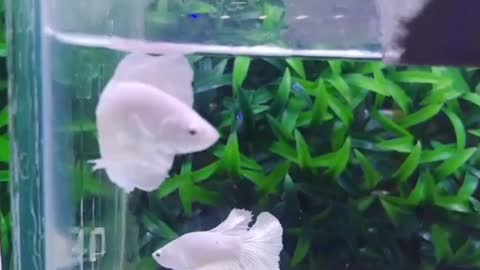 white and beautiful betta fish