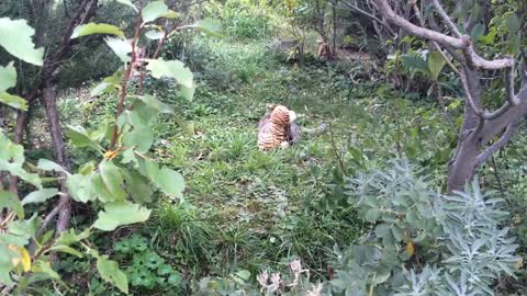 My cat went to the neighbours to borrow a tiger plush toy