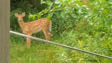 In the backyard of a house on Long Island, New York, deer often come and eat grass in this way.