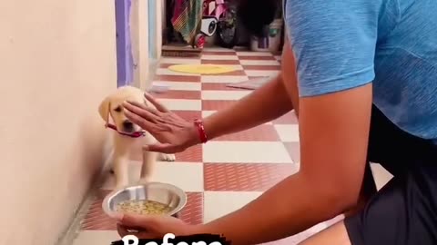 Dog Training video