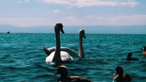 White swans and ducks swimming in the lake