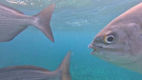 NCL Cruise Fury Snorkeling Cozumel 1-12-2024