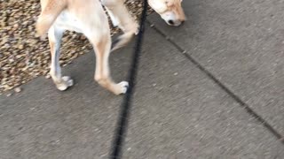 My Mountain View Cur tracking a scent