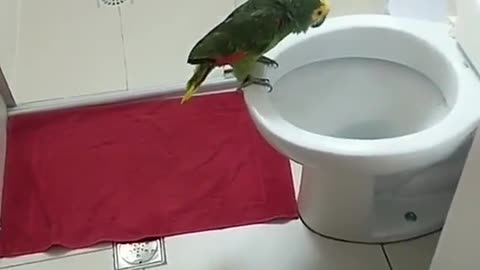 Just singing in the bathroom on Bird Day!
