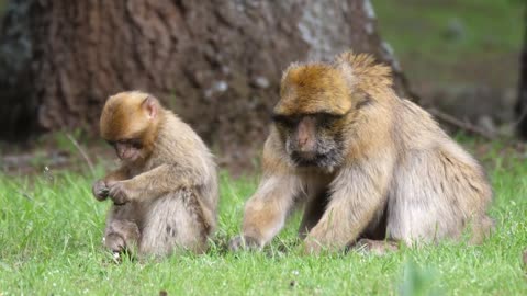 Apes eating grass