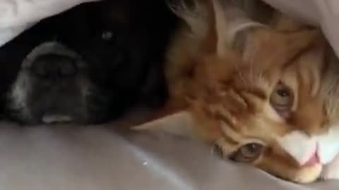 2023 NEW • French dog and cat together under blankets - DAILY ANIMALS SHORTS Original sound Remix