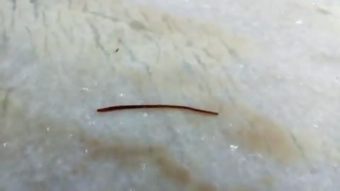 How an Earthworm Walk Walking Observation_Cut