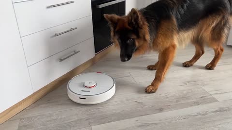 German Shepherd Puppy Shocked by Robot Vacuum