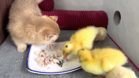 Kittens bring ducklings and chickens to eat together! fish meat