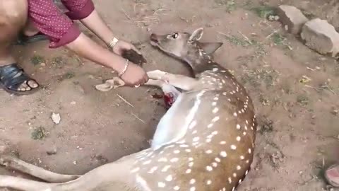 Rescaud a deer 🦌