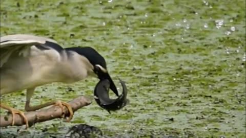 Bird attempt of catching a fish.