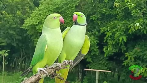 Ring neck parrots beautiful video