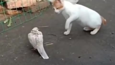 Cat attacks a bird