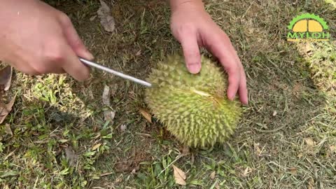 MyLOH Durian - 2022 2nd Durian Season in Malaysia just Started with D18 Sunset 【麥羅榴蓮果園】D18大馬第二個榴槤季開始