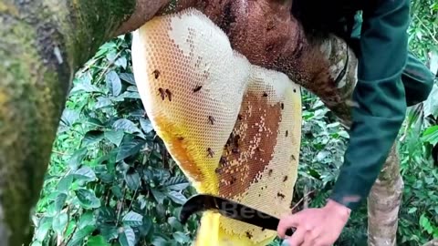 Wild honey harvest || wild honey hunting || wild honey hunters