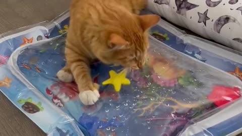 Cat plays with kids water playmat