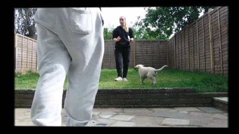 Dog trening videos/ Cute dogs video/funny dogs video/dog trening video