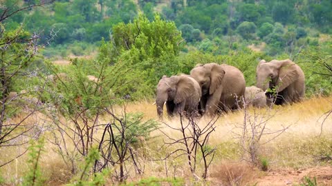 videos of elephants in the wild| shorts| #elephants |susantha11