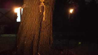 Skeleton in a tree