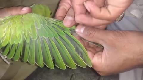 How To Trim Ring Neck Parrot chicks wings some easy tips in Urdu Hindi_p11