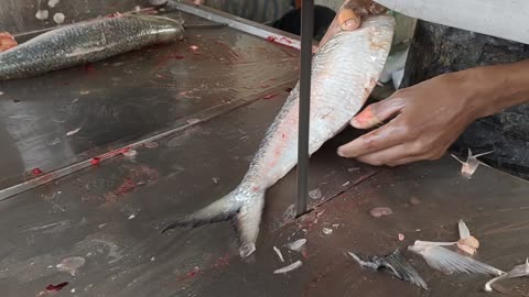 Big Hilsa Fish Cutting Skills By Machine In Bangladesh Fish Market