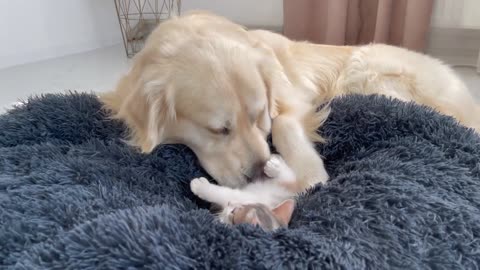 Golden Retriever is doing everything possible to remove the Kitten from his bed!