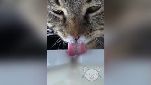 😻 FUNNIEST and CUTEST CAT 🌈😊 VIDEOS 2021 | Lovely💓Cats