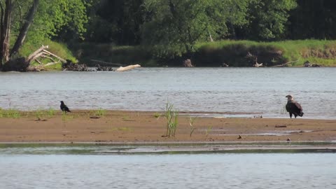 Juvenile Bald Eagle Enjoying the St Croix River