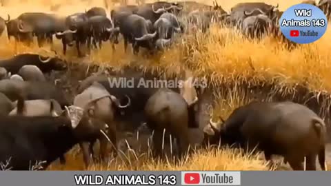 ANIMAL BEAUTY AND HUNTING !! WILD ANIMAL IN ACTION !! ANIMAL IN FOREST BIG ACTION ⚄