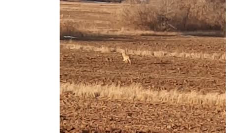 The wolf came very close to the farm and the dogs are still sleeping