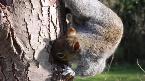 Squirrel Head Grey